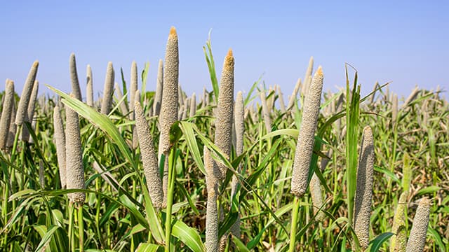 Millet Seeds
