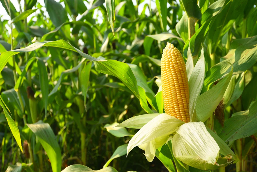 Maize Seeds