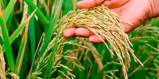 Paddy Seeds