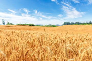 Wheat Seeds